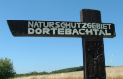 schild dorte